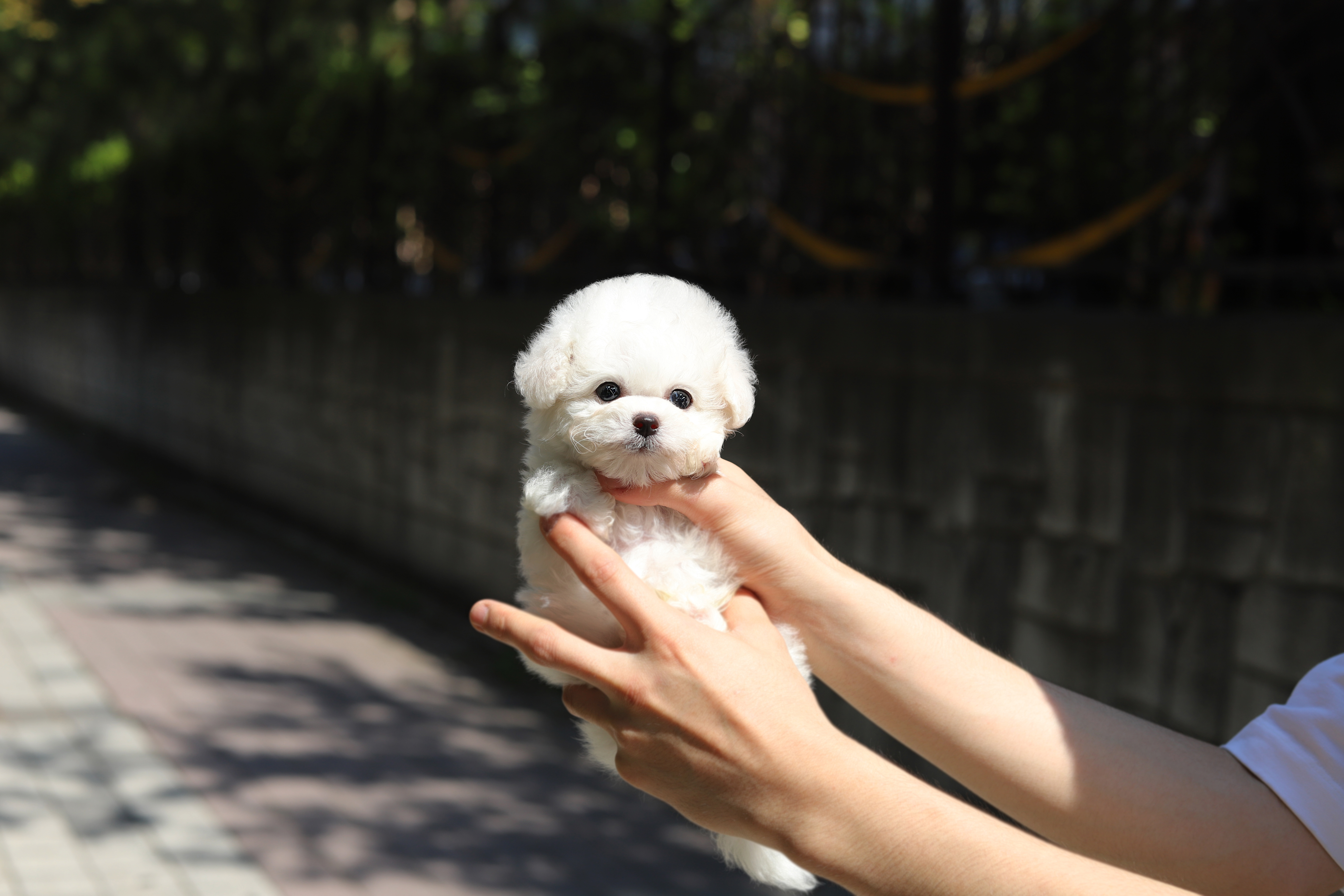 비숑프리제(15만원부터)